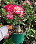 6" Desert Rose Grafted Hybrid